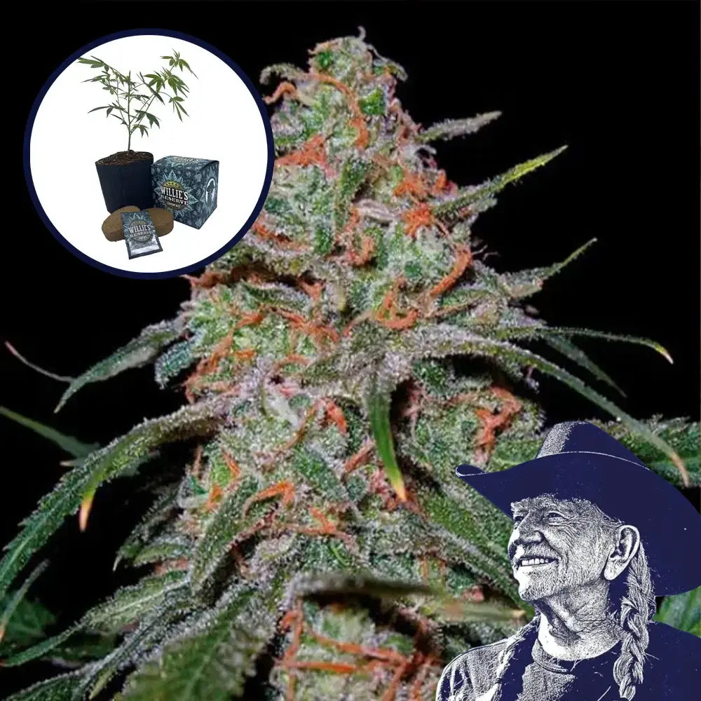 Lemon Skunk High Yield Grow Kit