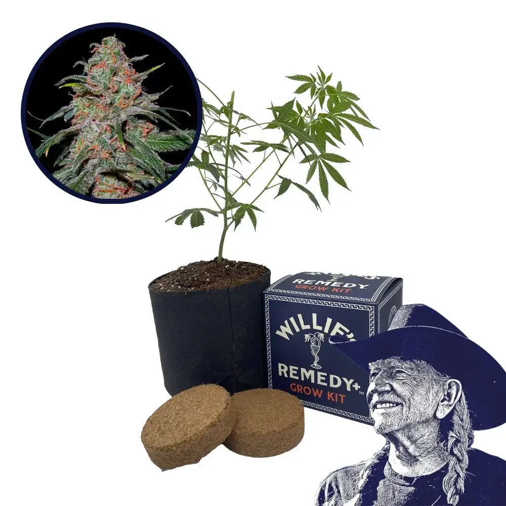 Lemon Skunk Strain Grow Kit