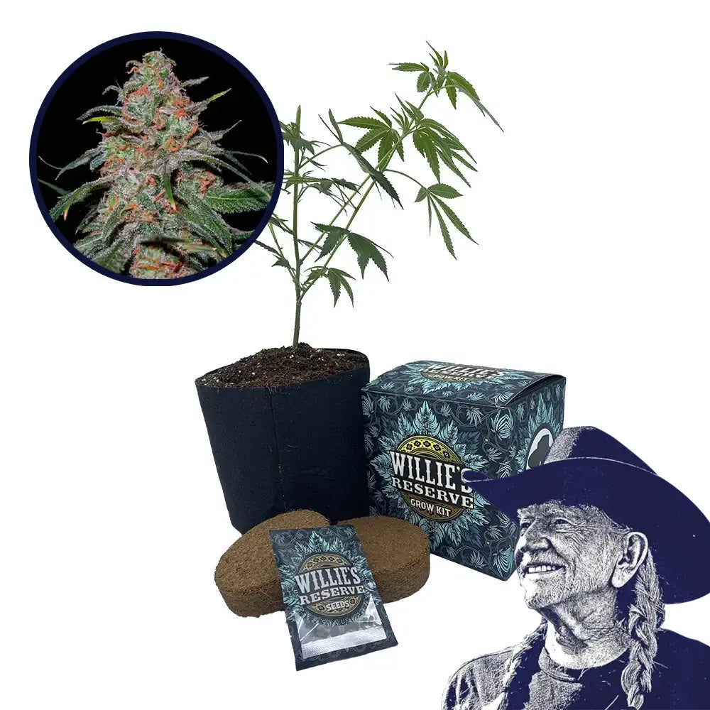 Lemon Skunk Strain High Yield Grow Kit