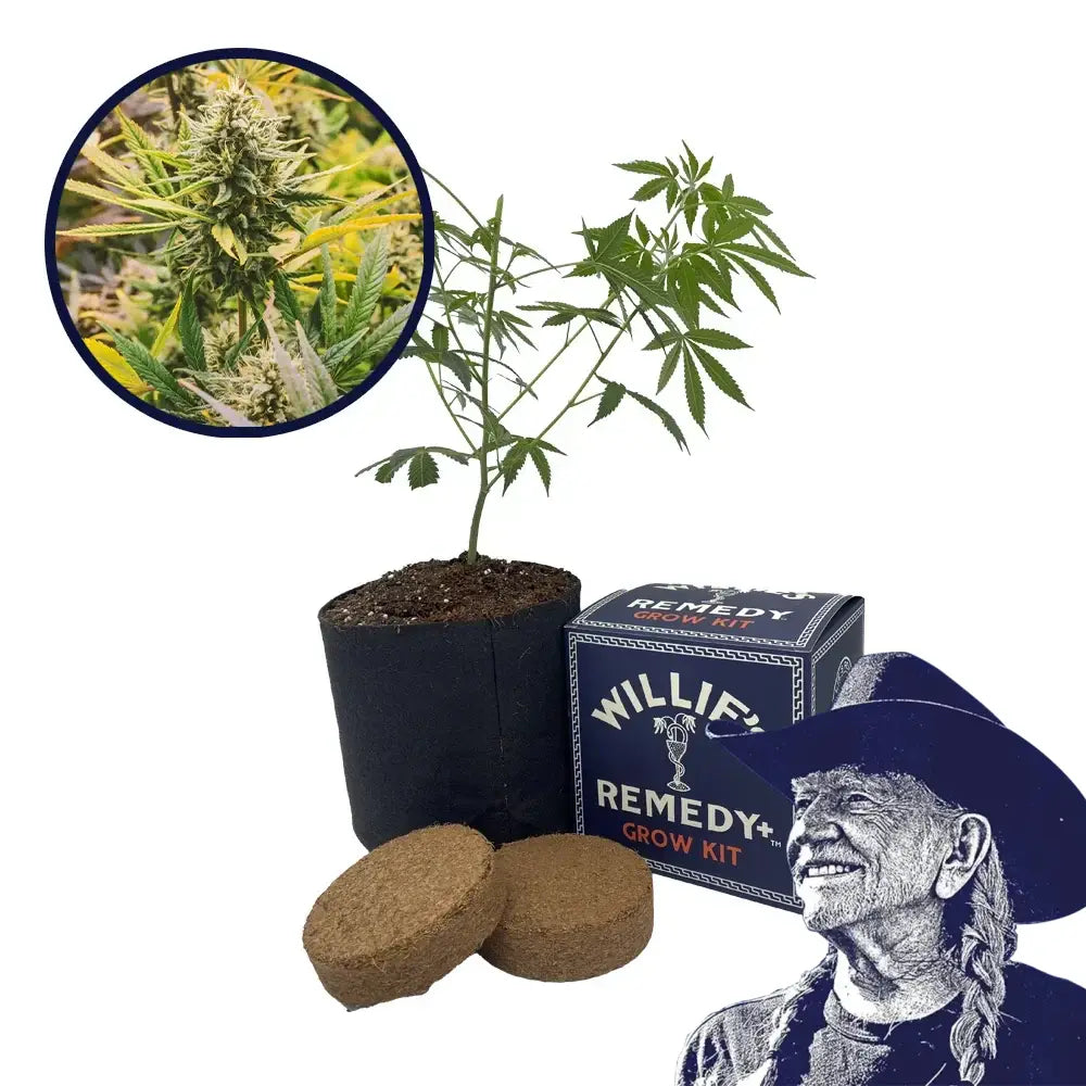 Lemon Tree Strain Grow Kit