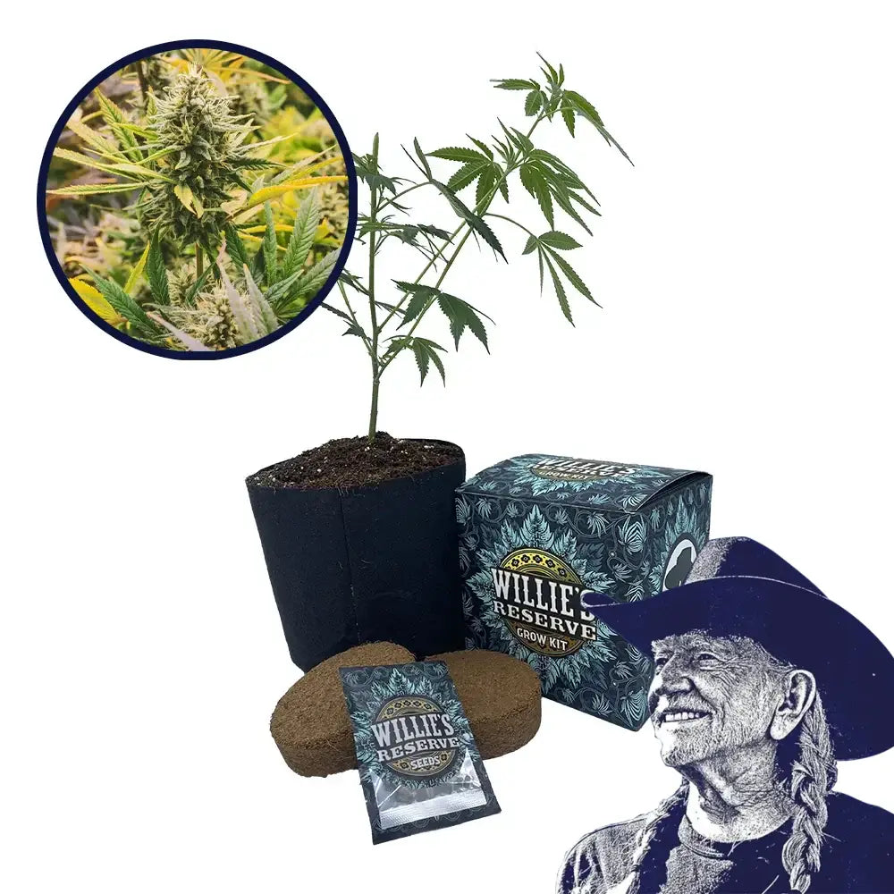 Lemon Tree Strain High Yield Grow Kit