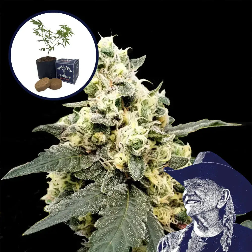 Lemonade Grow Kit