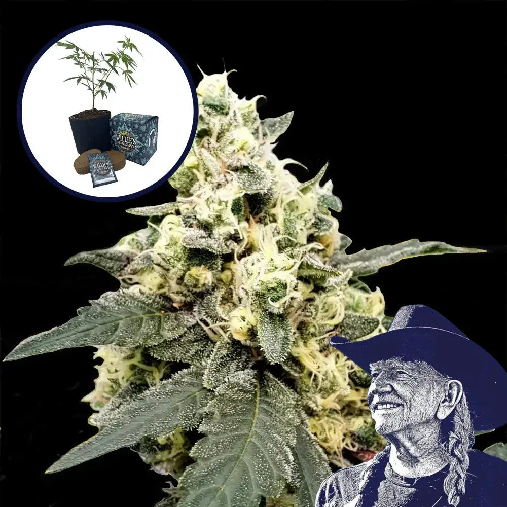 Lemonade High Yield Grow Kit