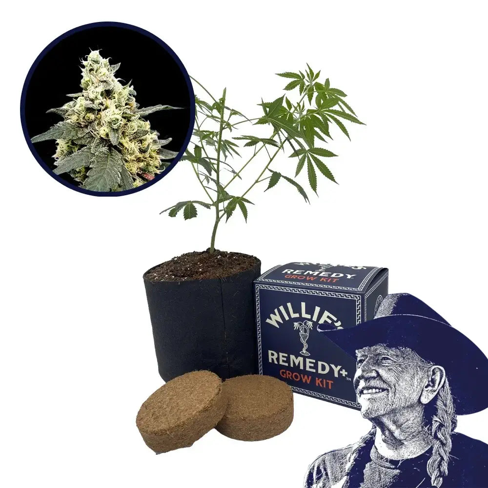 Lemonade Strain Grow Kit