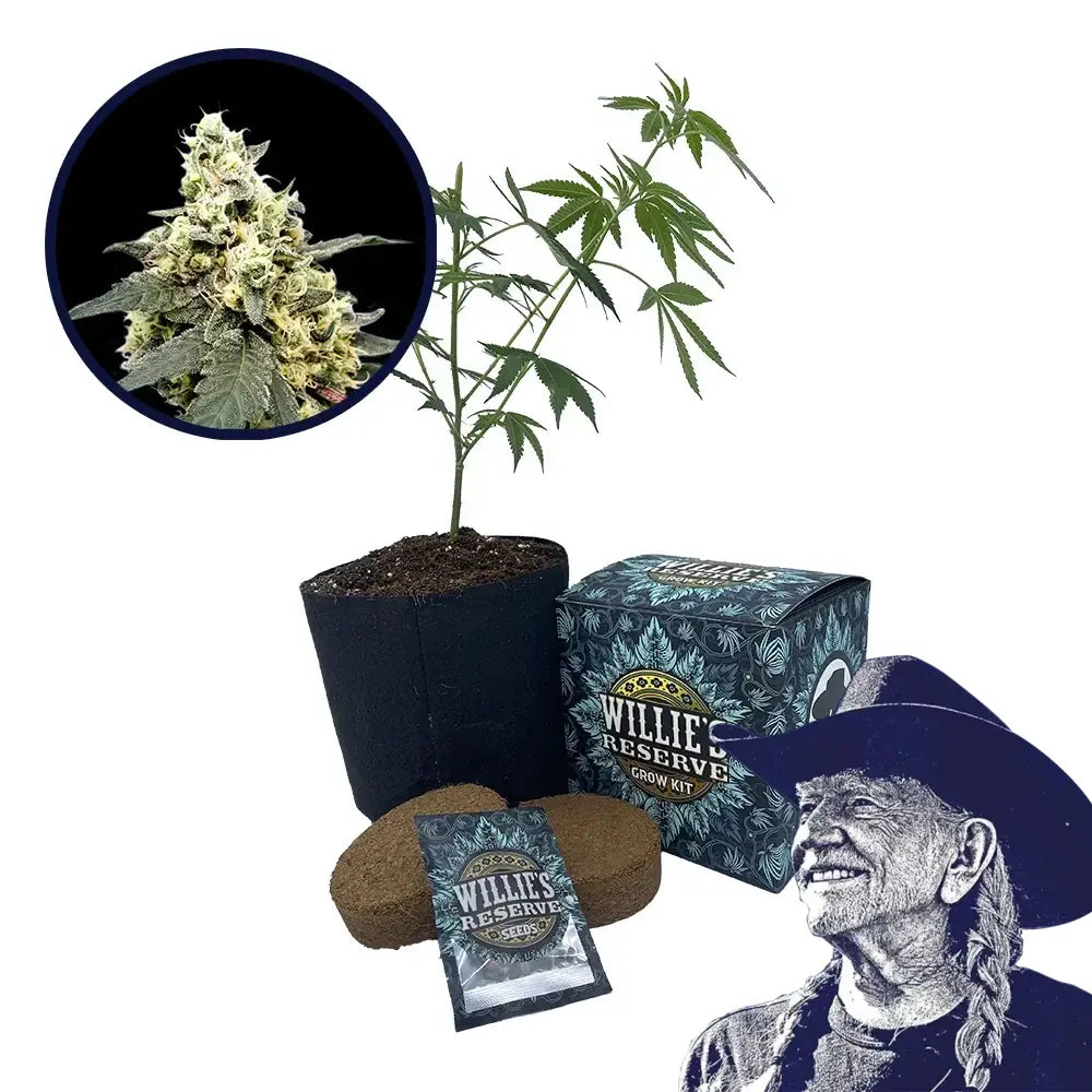 Lemonade Strain High Yield Grow Kit