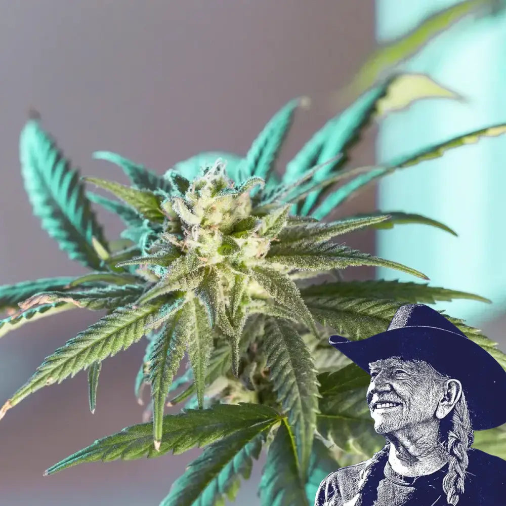 LSD Auto