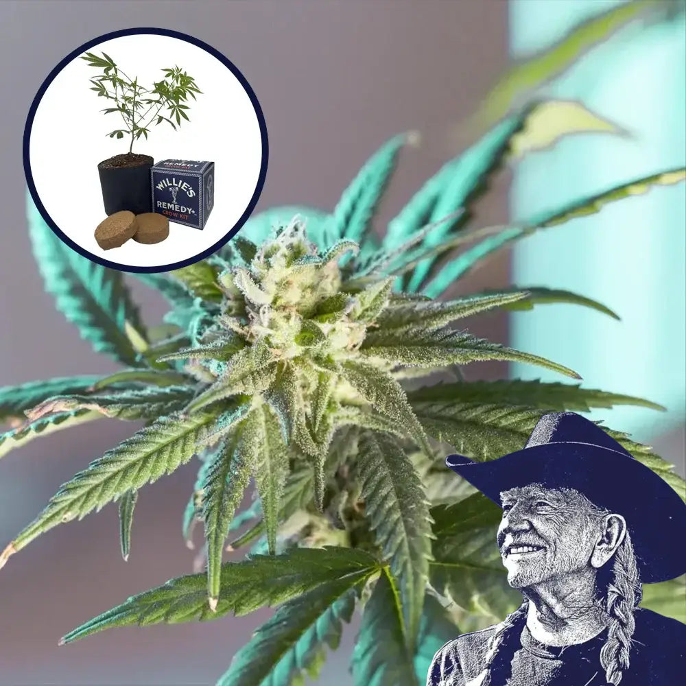 LSD Grow Kit