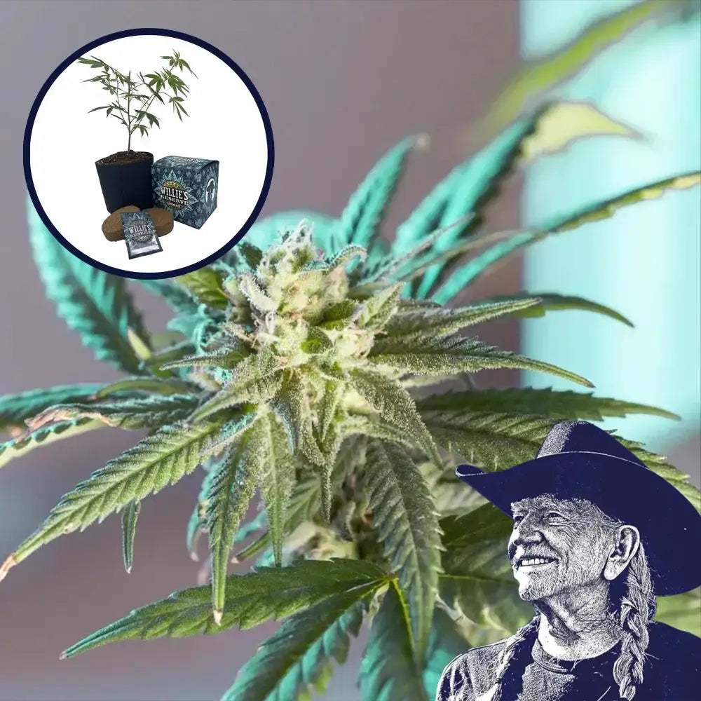 LSD High Yield Grow Kit