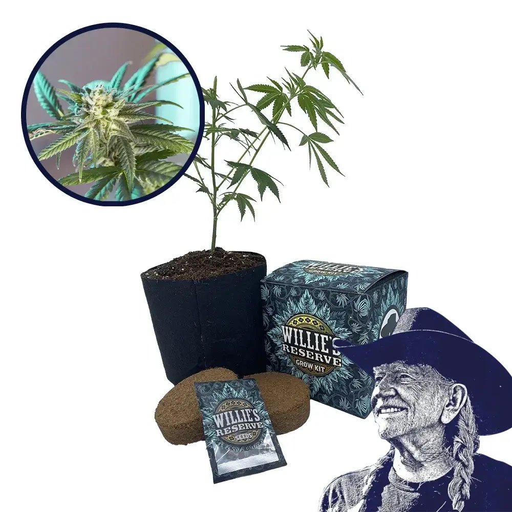 LSD Strain High Yield Grow Kit
