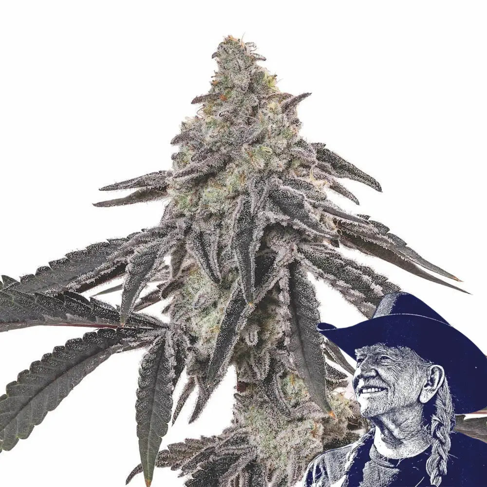MAC 1