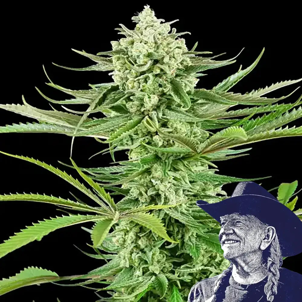 Malibu OG