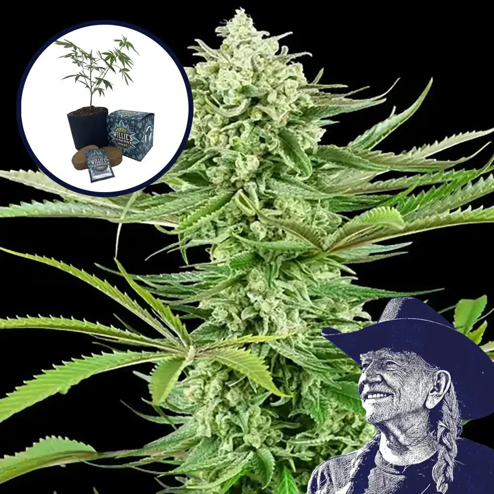 Malibu OG High Yield Grow Kit