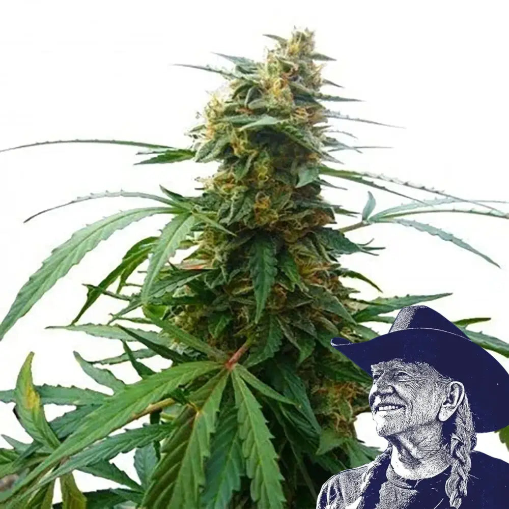 Mandarine 47
