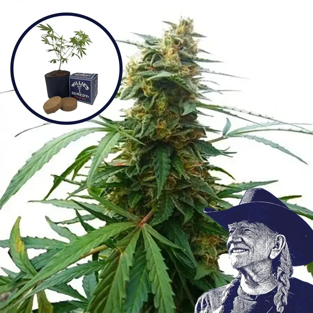 Mandarine 47 Grow Kit