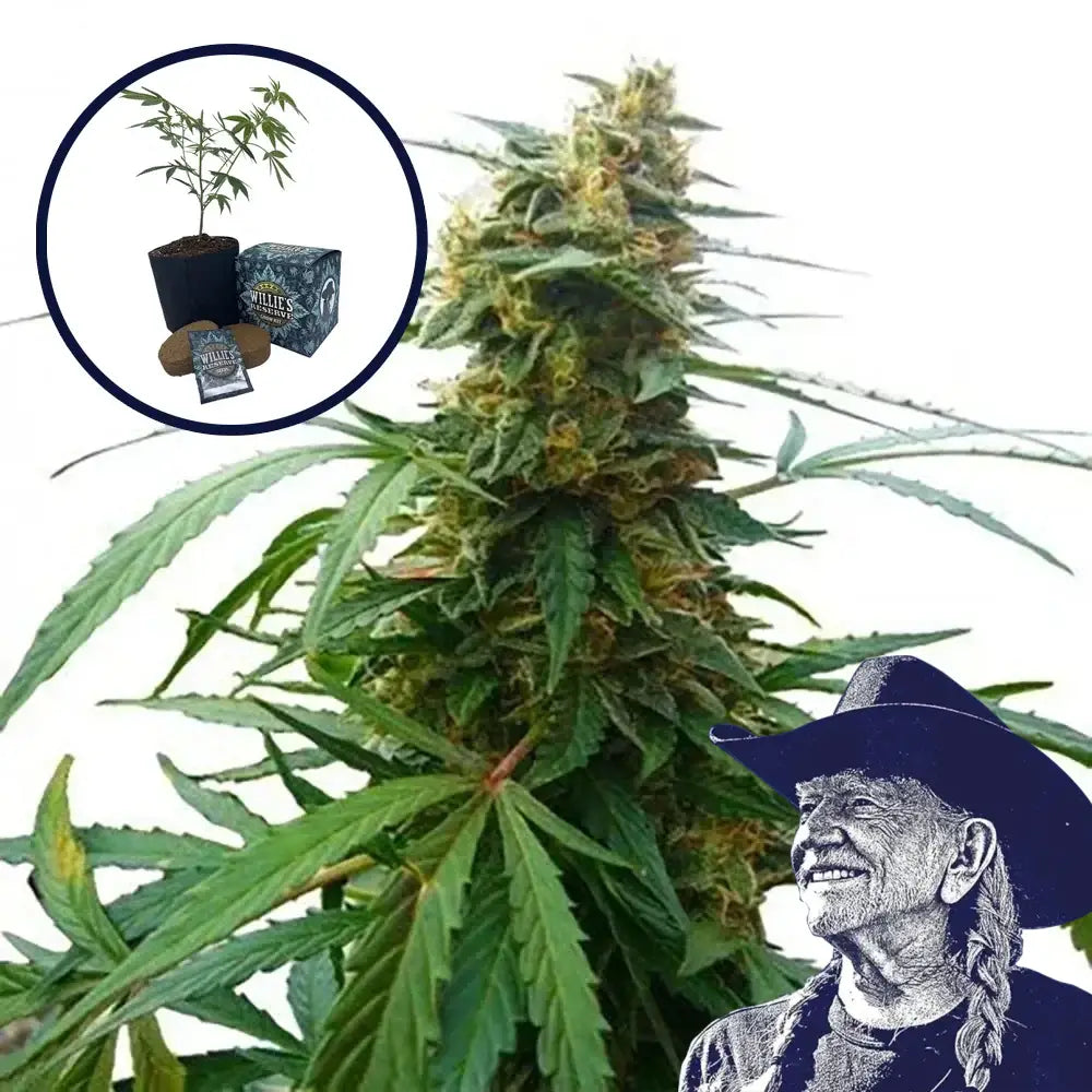 Mandarine 47 High Yield Grow Kit