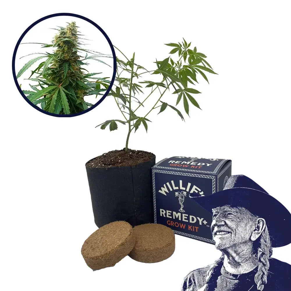 Mandarine 47 Strain Grow Kit