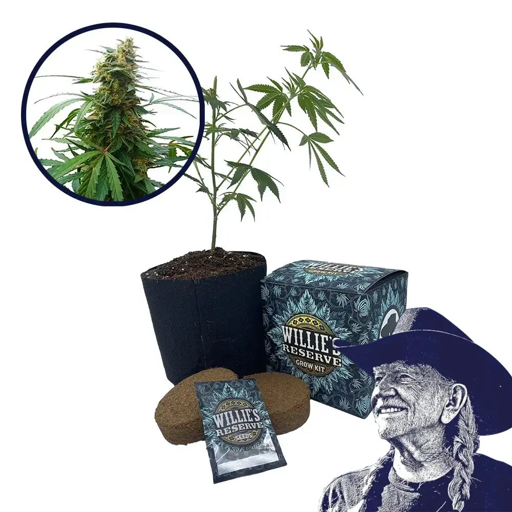 Mandarine 47 Strain High Yield Grow Kit