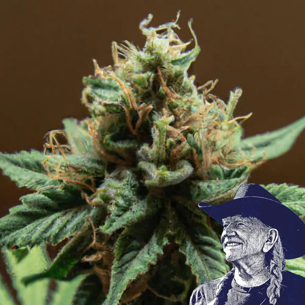 Mango Kush