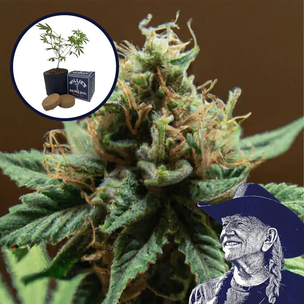Mango Kush Grow Kit
