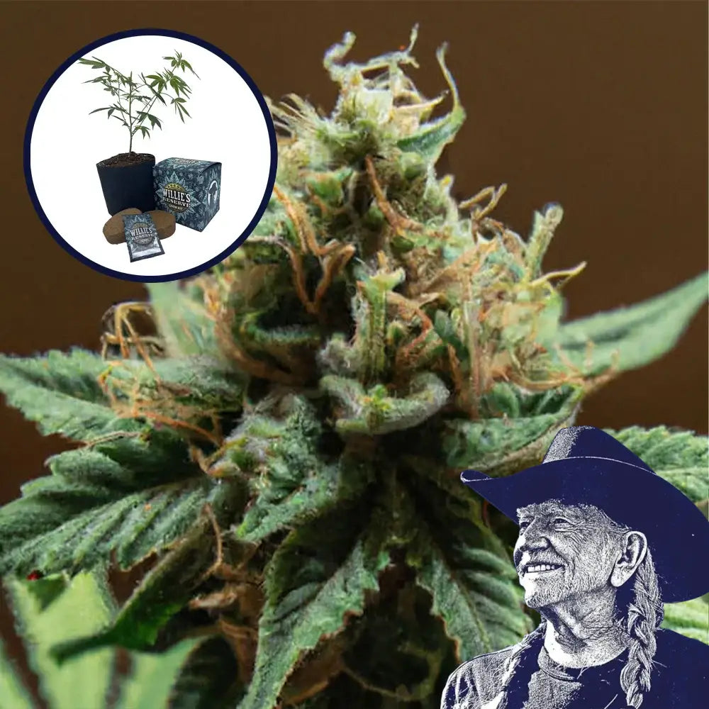 Mango Kush High Yield Grow Kit