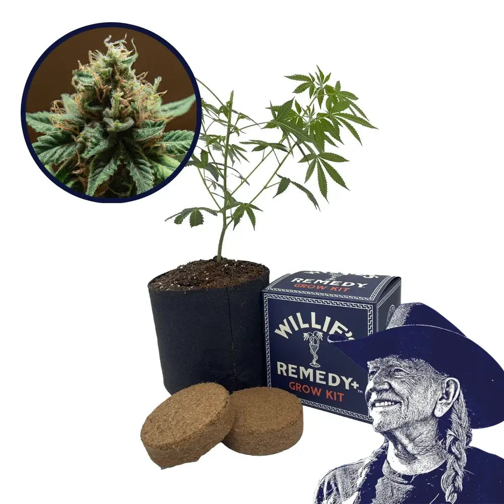 Mango Kush Strain Grow Kit
