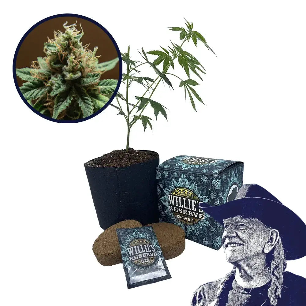 Mango Kush Strain High Yield Grow Kit
