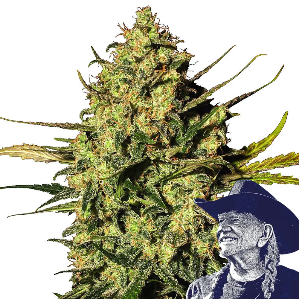 Master Kush