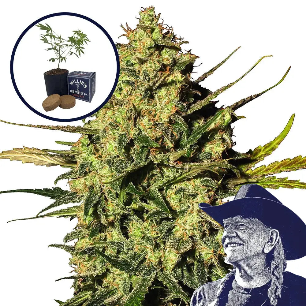 Master Kush Grow Kit