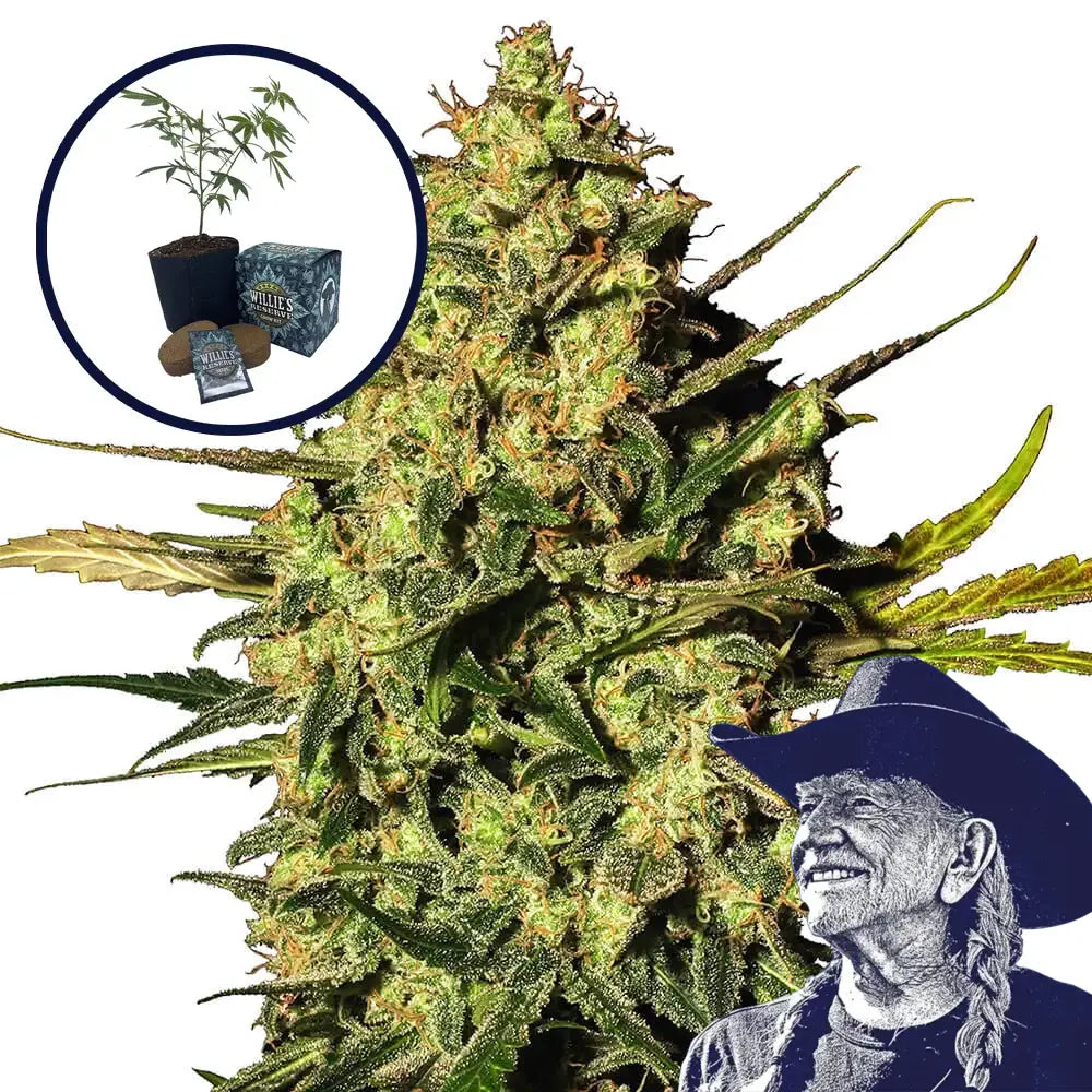Master Kush High Yield Grow Kit
