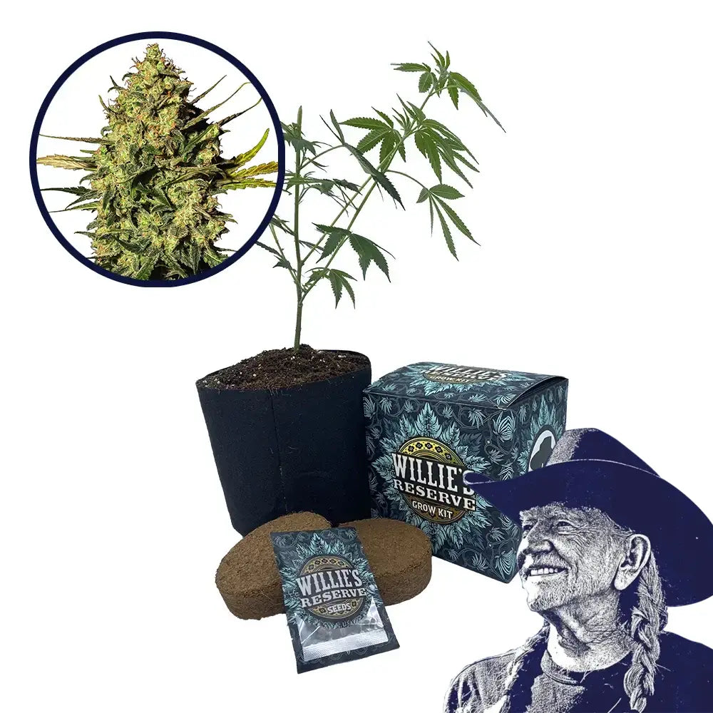 Master Kush Strain High Yield Grow Kit