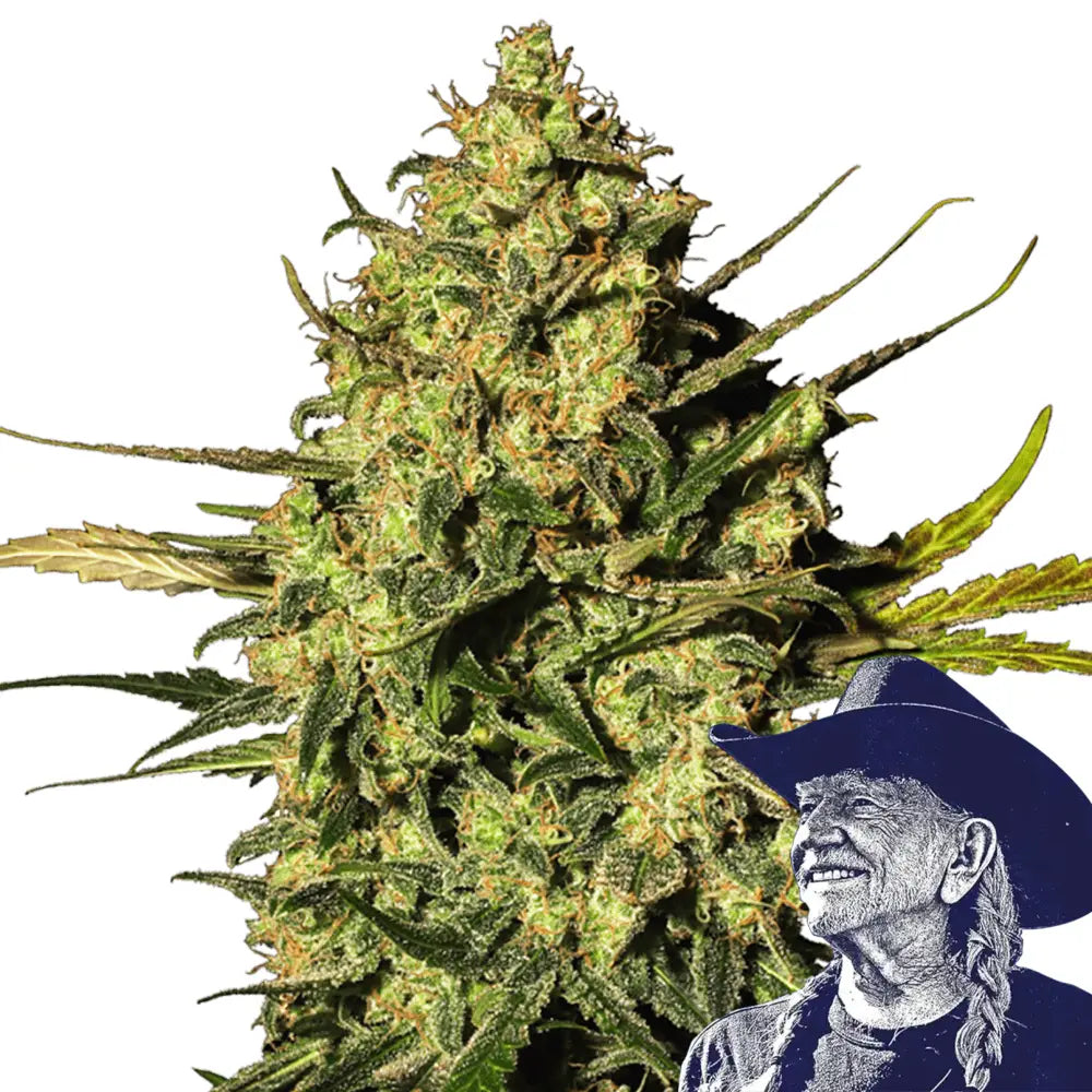Master OG Auto