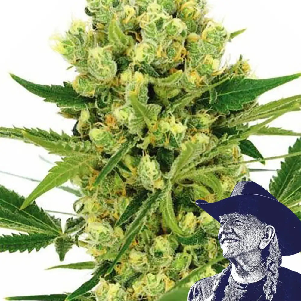 Maui Wowie
