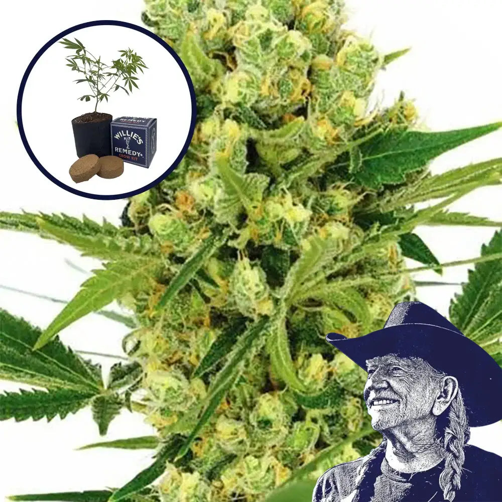 Maui Wowie Grow Kit