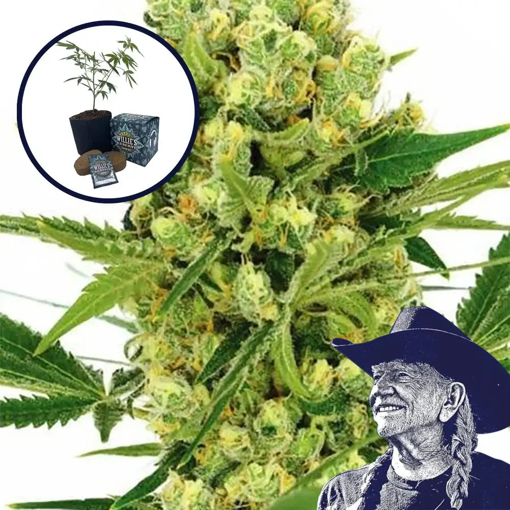 Maui Wowie High Yield Grow Kit