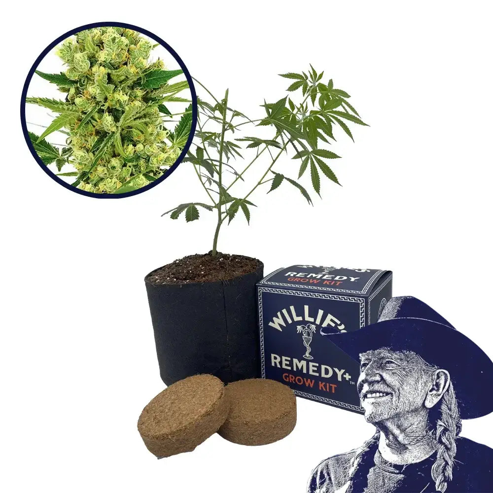 Maui Wowie Strain Grow Kit