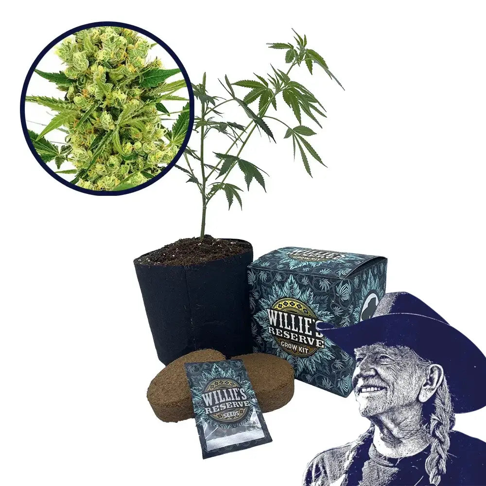 Maui Wowie Strain High Yield Grow Kit