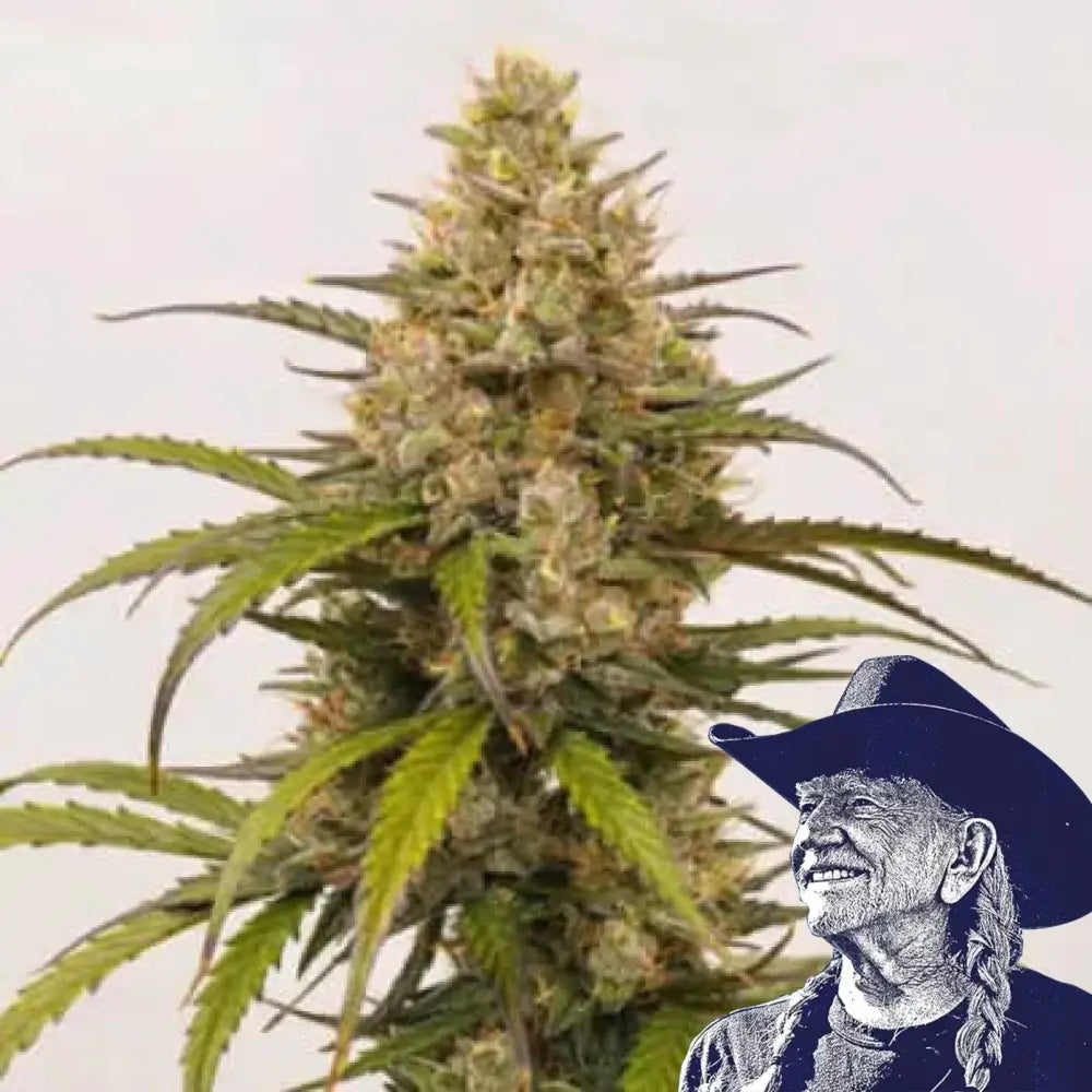 Melonade Auto