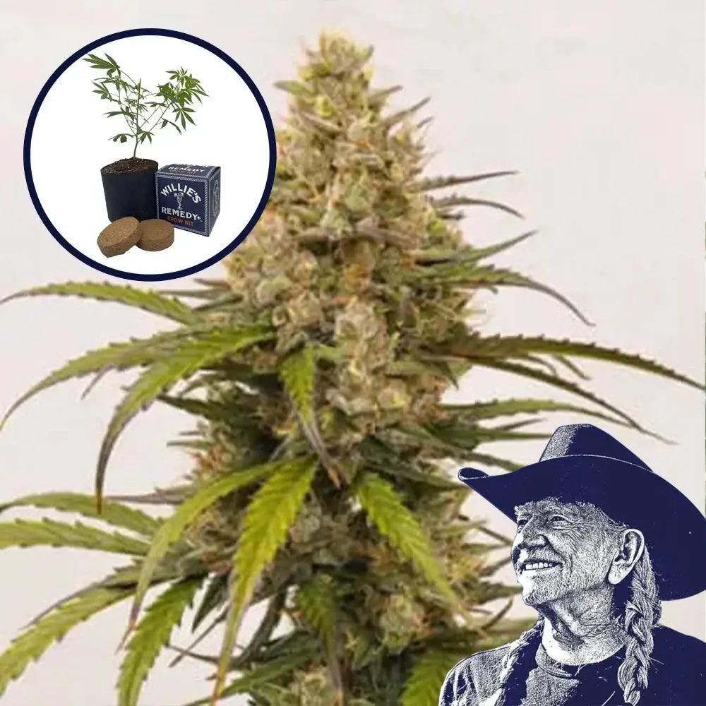 Melonade Grow Kit
