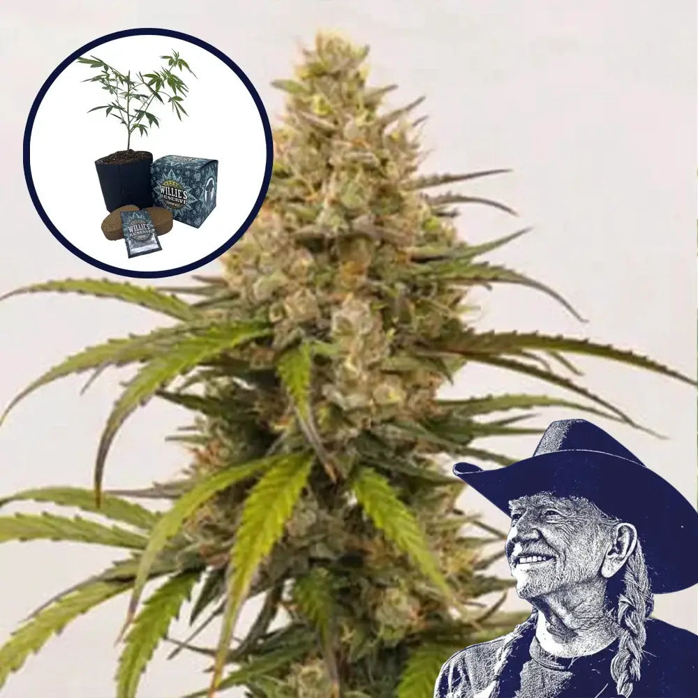 Melonade High Yield Grow Kit