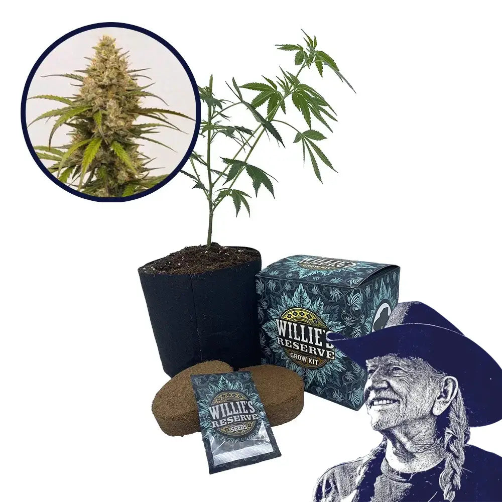 Melonade Strain High Yield Grow Kit