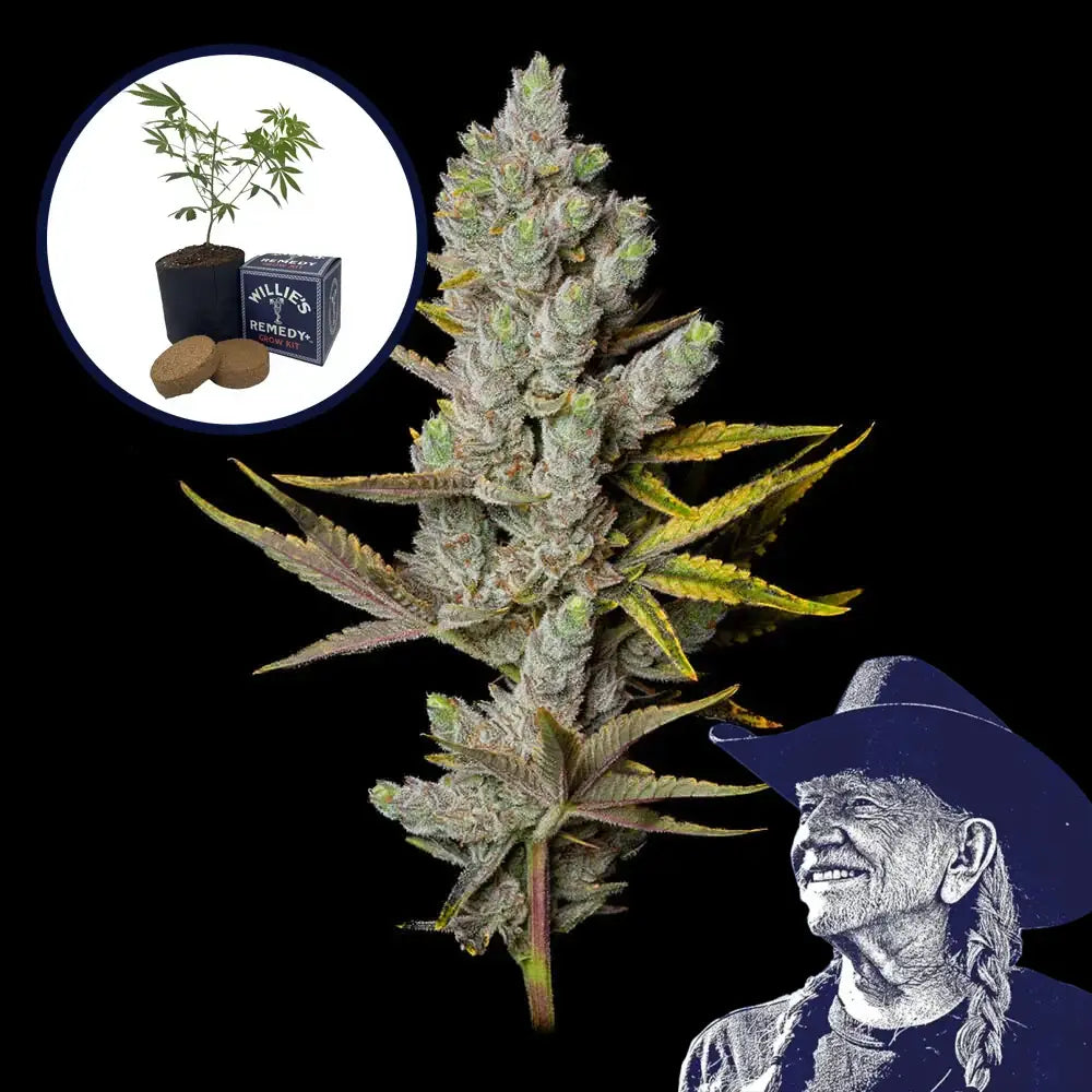 Member Berry Grow Kit