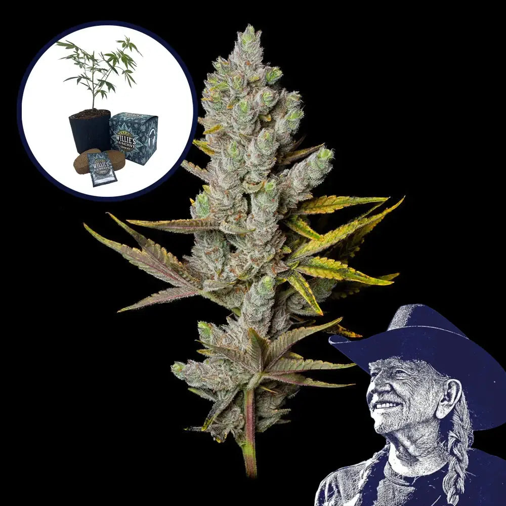 Member Berry High Yield Grow Kit