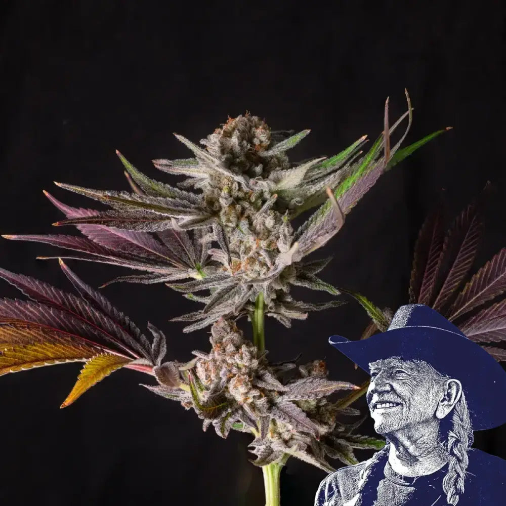 Mendo Breath Auto