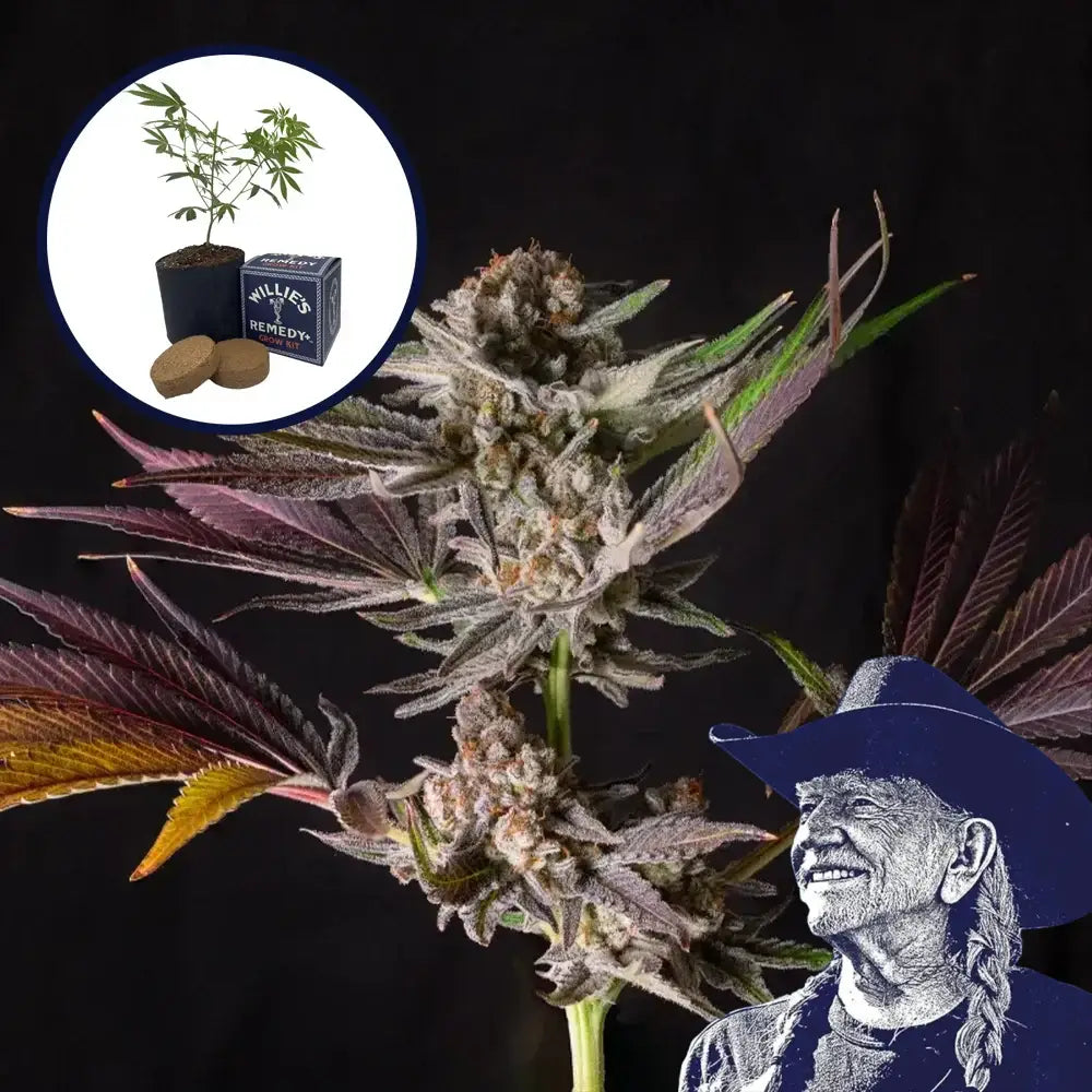 Mendo Breath Grow Kit