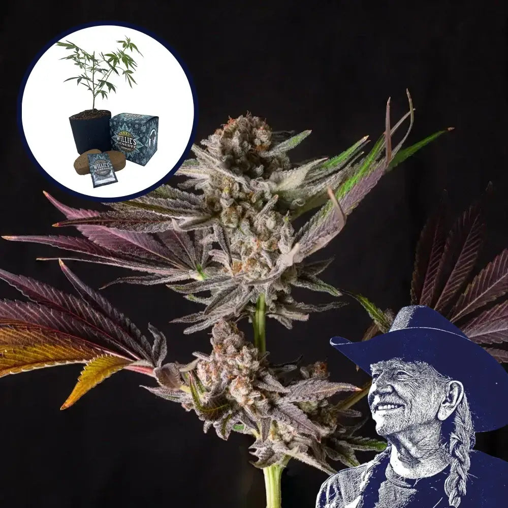 Mendo Breath High Yield Grow Kit