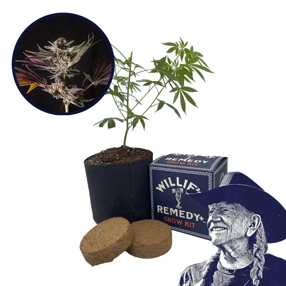 Mendo Breath Strain Grow Kit