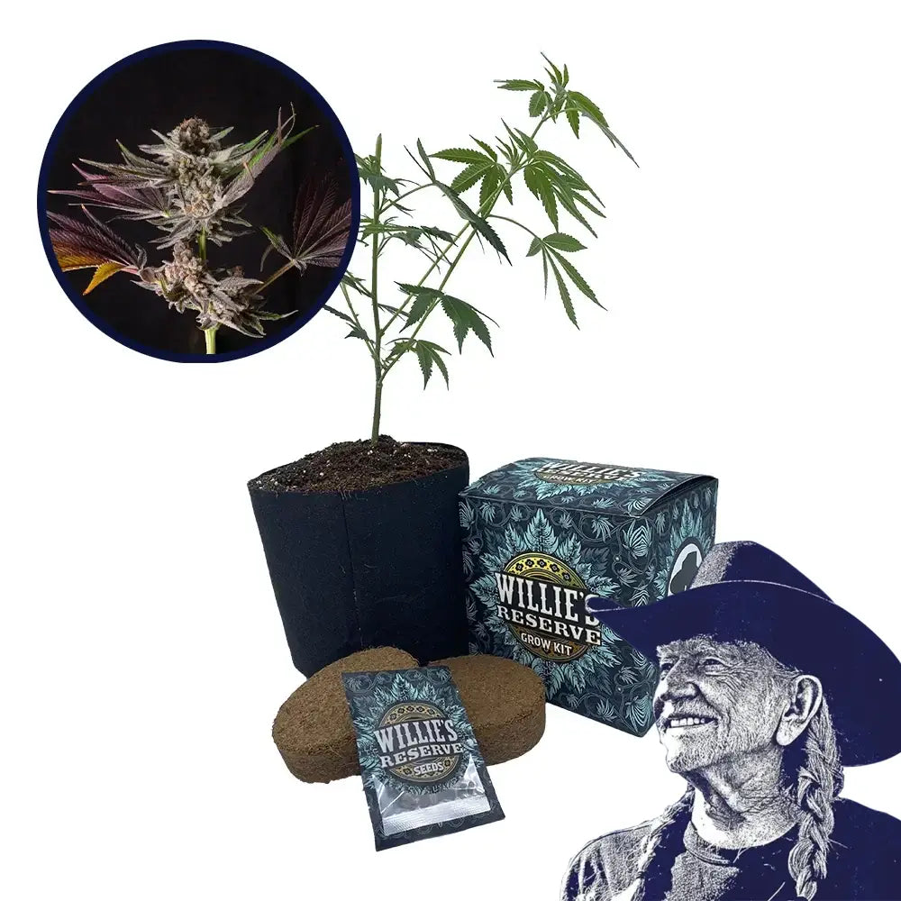 Mendo Breath Strain High Yield Grow Kit
