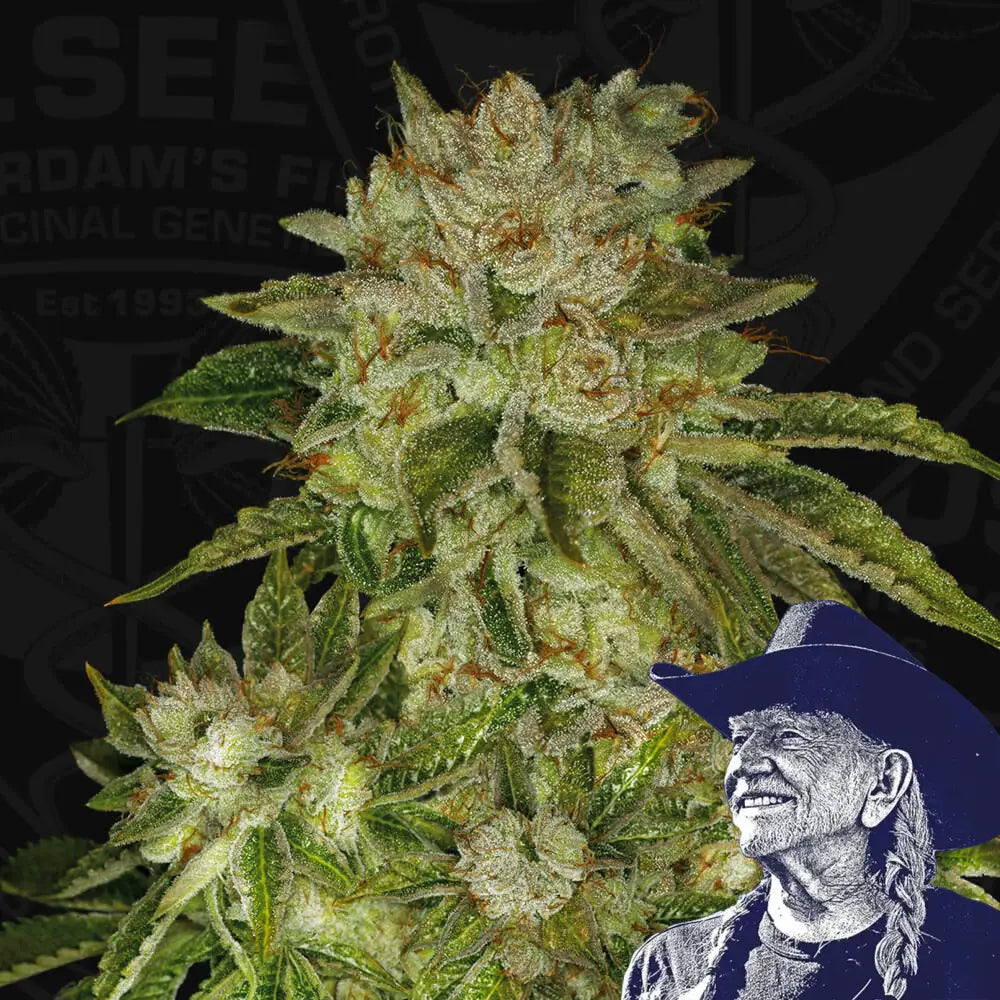 MK Ultra Auto