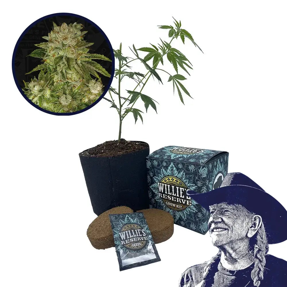 MK Ultra Strain High Yield Grow Kit
