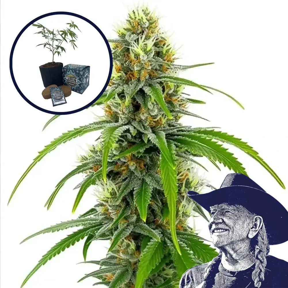 Moby Dick High Yield Grow Kit